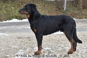G' Zouk du Murier de Sordeille