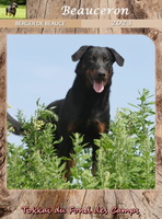 Vanessa Grossemy - Les calendriers Beaucerons du Fond des Camps